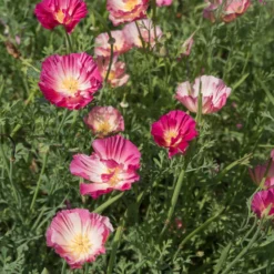 Goldmohn 'Thai Silk Appleblossom' - Zarter Blütenteppich in Rosa