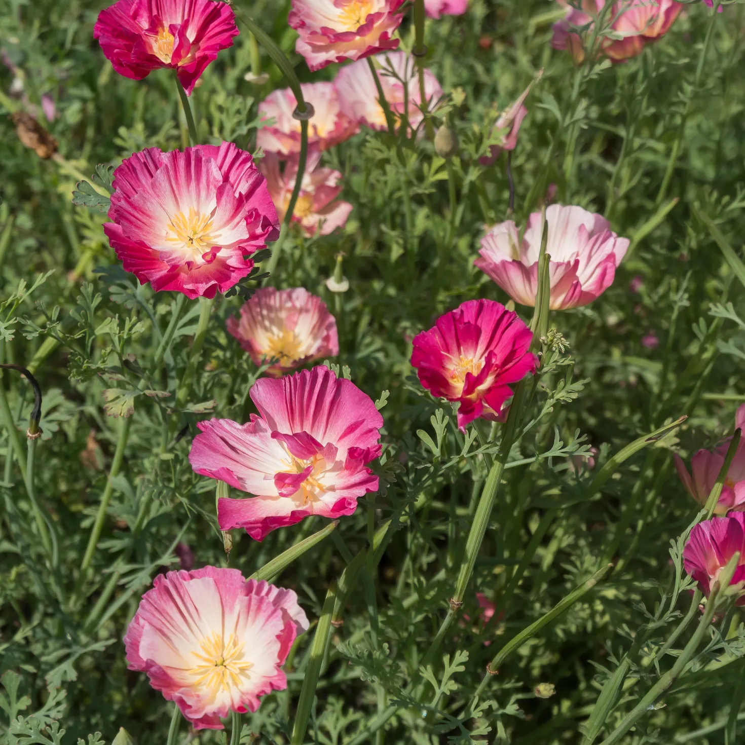 Goldmohn 'Thai Silk Appleblossom' - Zarter Blütenteppich in Rosa