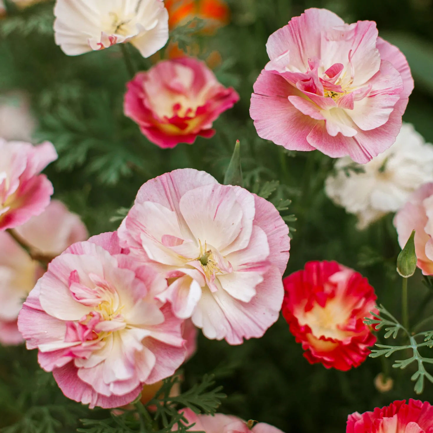 Goldmohn 'Thai Silk Appleblossom' - Zarter Blütenteppich in Rosa
