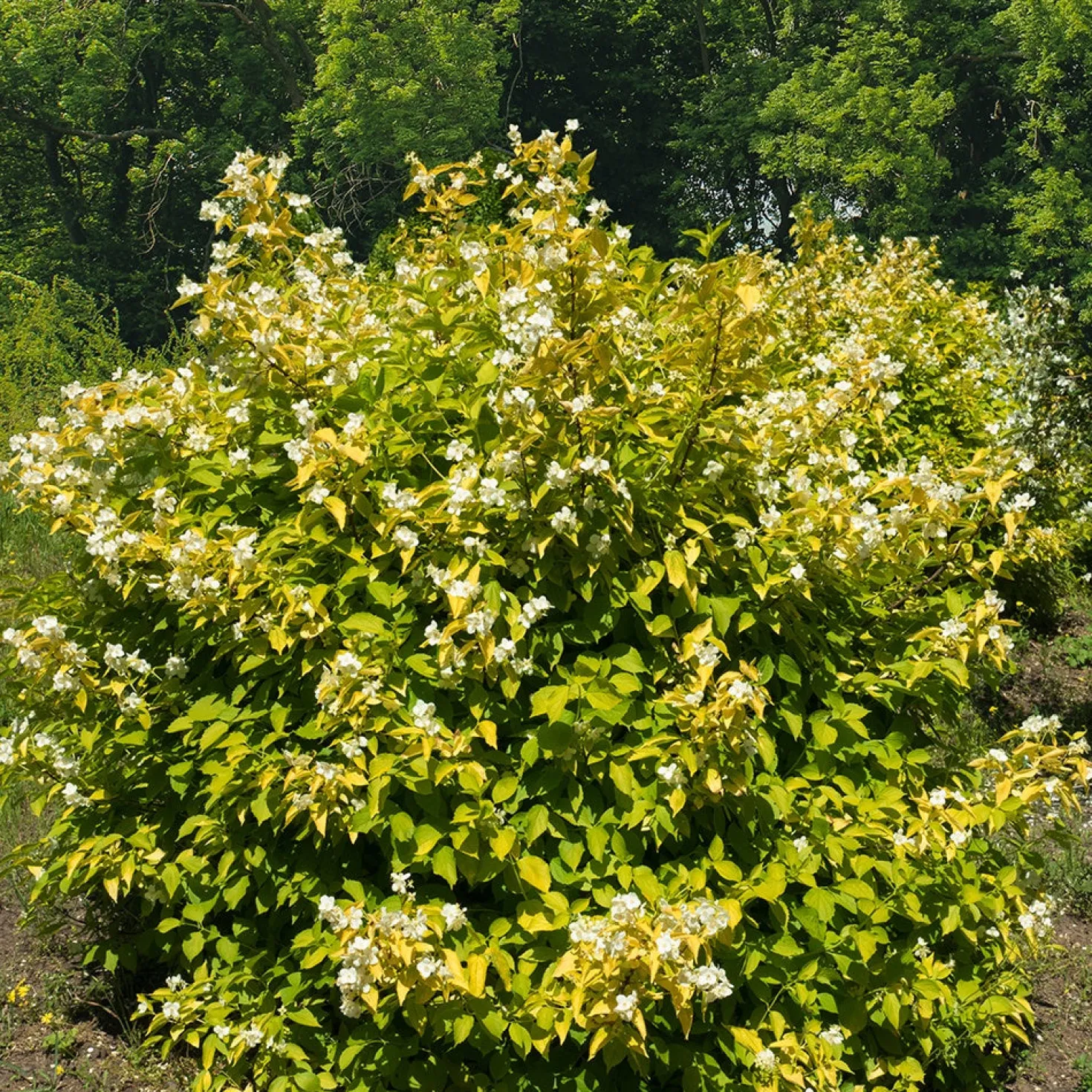 Gold-Pfeifenstrauch ‘Aureus’ - Goldlaub und Duft im Garten