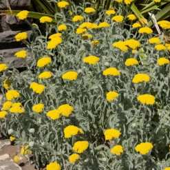Goldquirl-Garbe Little Moonshine - Sonnengelb den ganzen Sommer