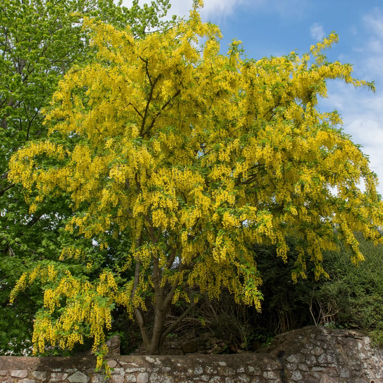 Goldregen - Goldene Blütenpracht im Mai