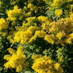 Goldrute 'Golden Mosa' - Goldene Blüten ohne Mühe