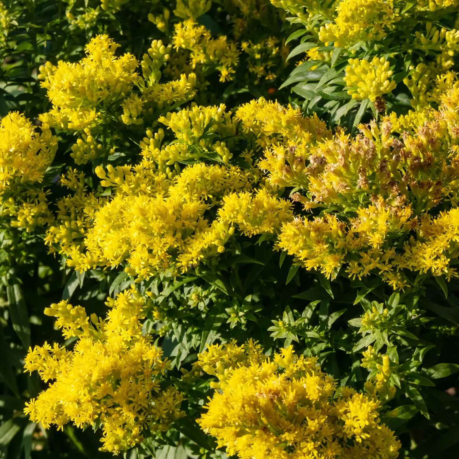 Goldrute 'Golden Mosa' - Goldene Blüten ohne Mühe