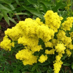 Goldrute Little Lemon - Sonnengelb den ganzen Sommer