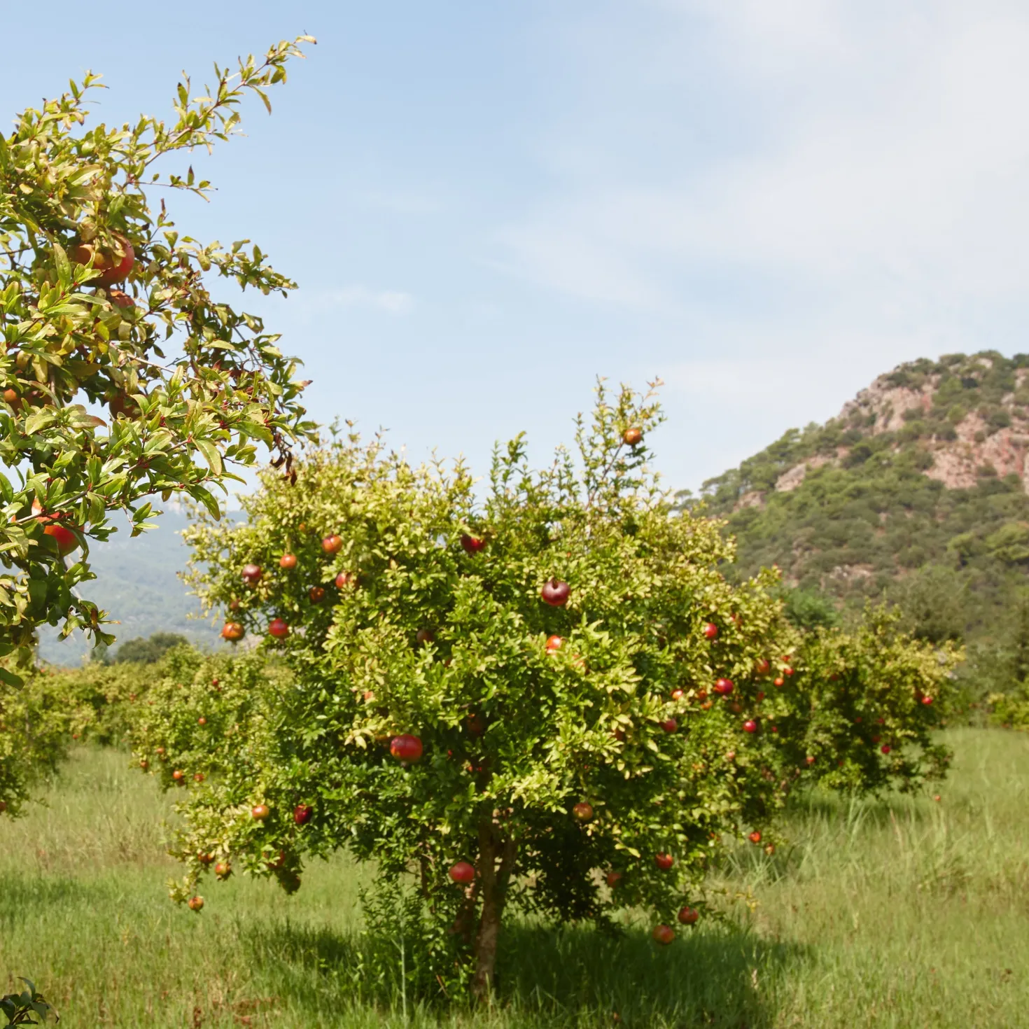 Granatapfel ‘Dente di Leone’ - Süße Früchte, mediterran