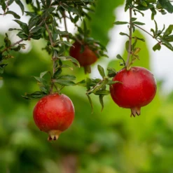 Granatapfel Fina Tendral - Süße Früchte ohne Kerne