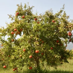 Granatapfel Fina Tendral - Süße Früchte ohne Kerne