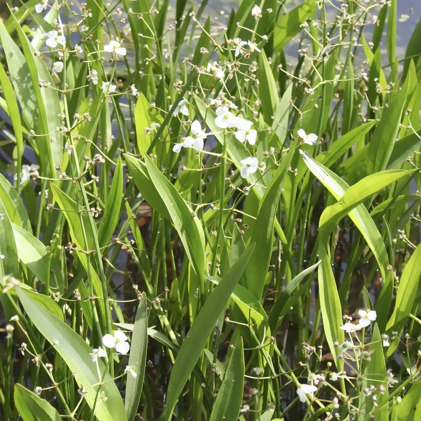Grasartiges Pfeilkraut - Klares Wasser, grüne Ufer