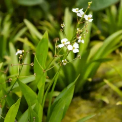 Grasartiges Pfeilkraut - Klares Wasser, grüne Ufer
