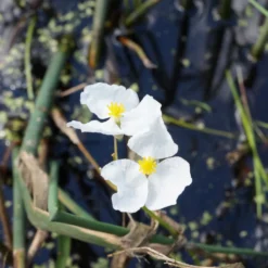Grasartiges Pfeilkraut - Klares Wasser, grüne Ufer