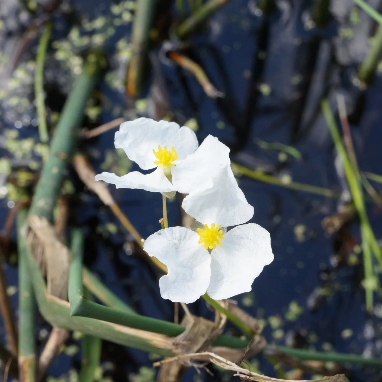 Grasartiges Pfeilkraut - Klares Wasser, grüne Ufer