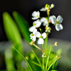 Grasartiges Pfeilkraut - Klares Wasser, grüne Ufer