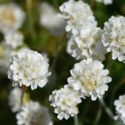 Grasnelke 'Alba' - Weiße Blütenkissen im Nu