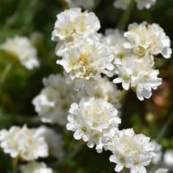 Grasnelke 'Alba' - Weiße Blütenkissen im Nu