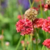 Grasnelke ‘Ballerina Red’ - Rote Blütenkugeln, kompakt
