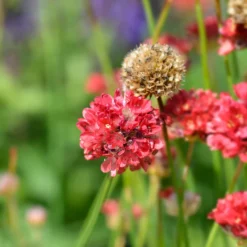 Grasnelke ‘Ballerina Red’ - Rote Blütenkugeln, kompakt