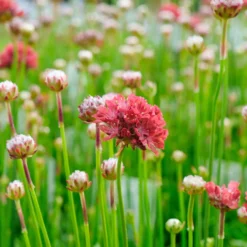 Grasnelke ‘Ballerina Red’ - Rote Blütenkugeln, kompakt