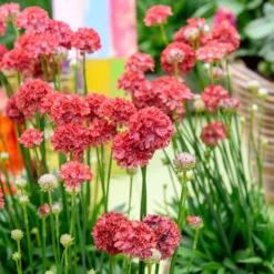 Grasnelke ‘Ballerina Red’ - Rote Blütenkugeln, kompakt