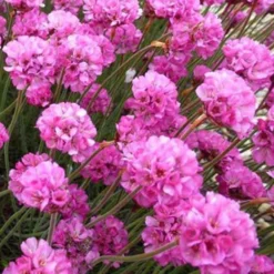 Grasnelke Rubrifolia - Rotes Laub das ganze Jahr