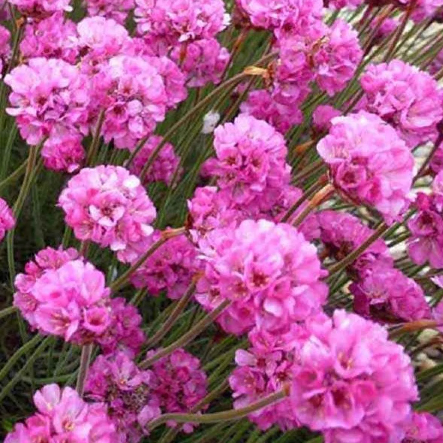 Grasnelke Rubrifolia - Rotes Laub das ganze Jahr