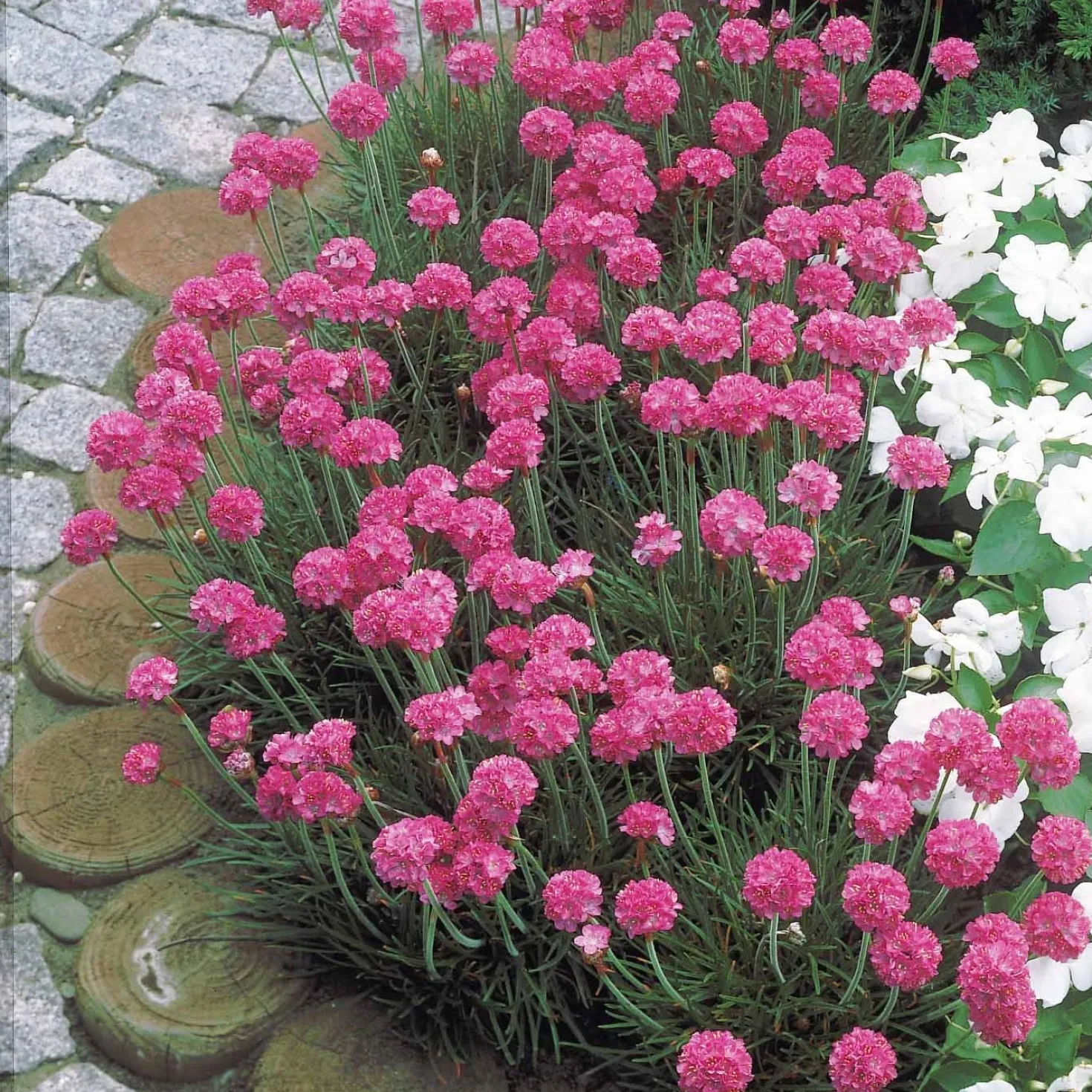 Grasnelke (x3) - Rosa Blütenpolster den ganzen Sommer