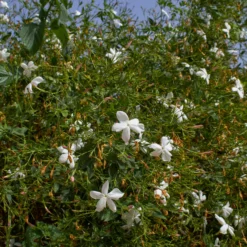 Grasse-Jasmin - Duft und Blüten den ganzen Sommer