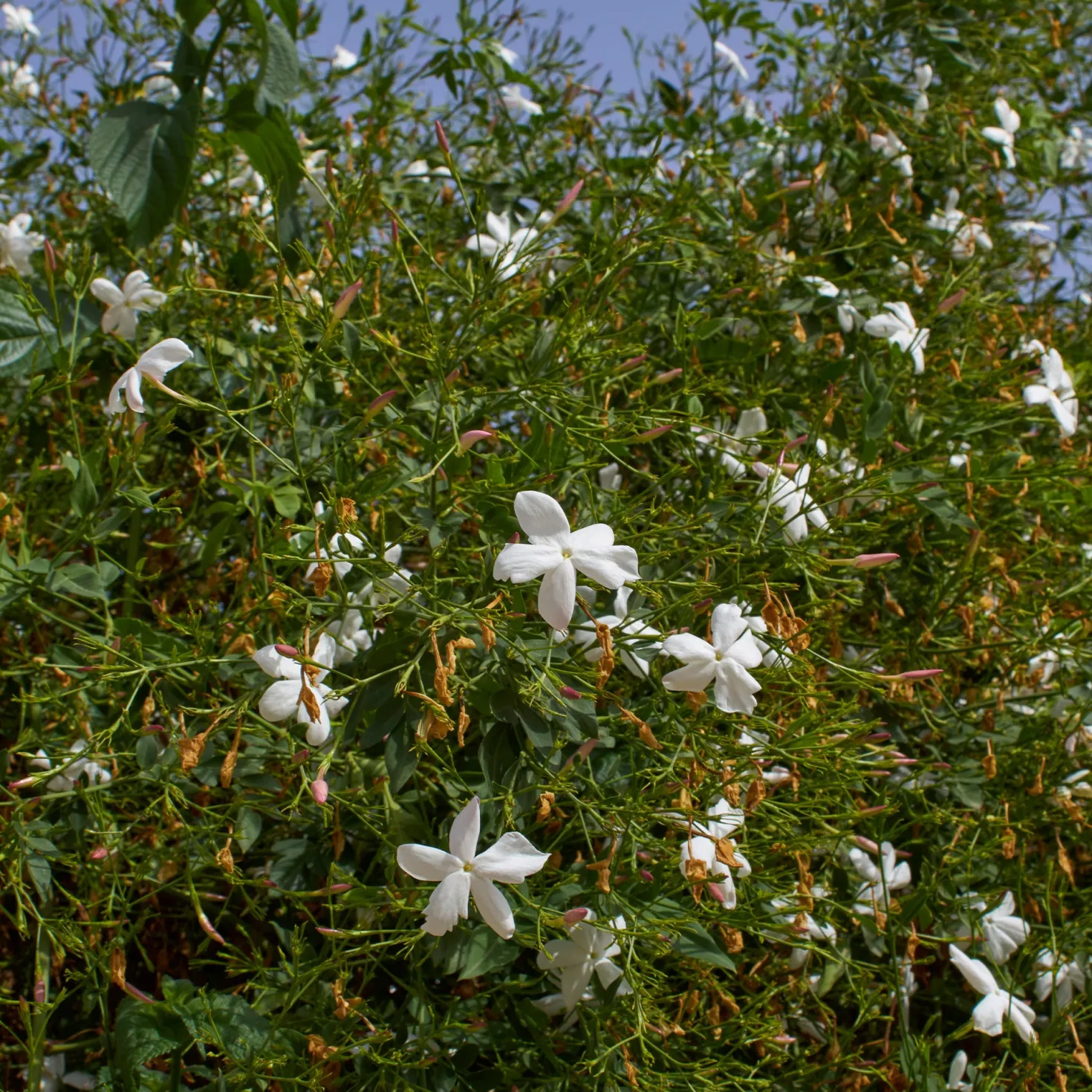 Grasse-Jasmin - Duft und Blüten den ganzen Sommer