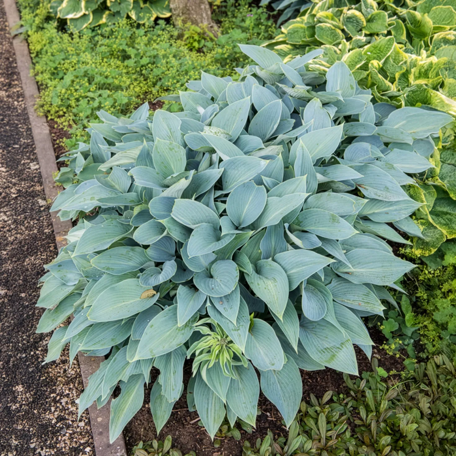 Graublaue Funkie Halcyon - Blaues Laub im Schatten