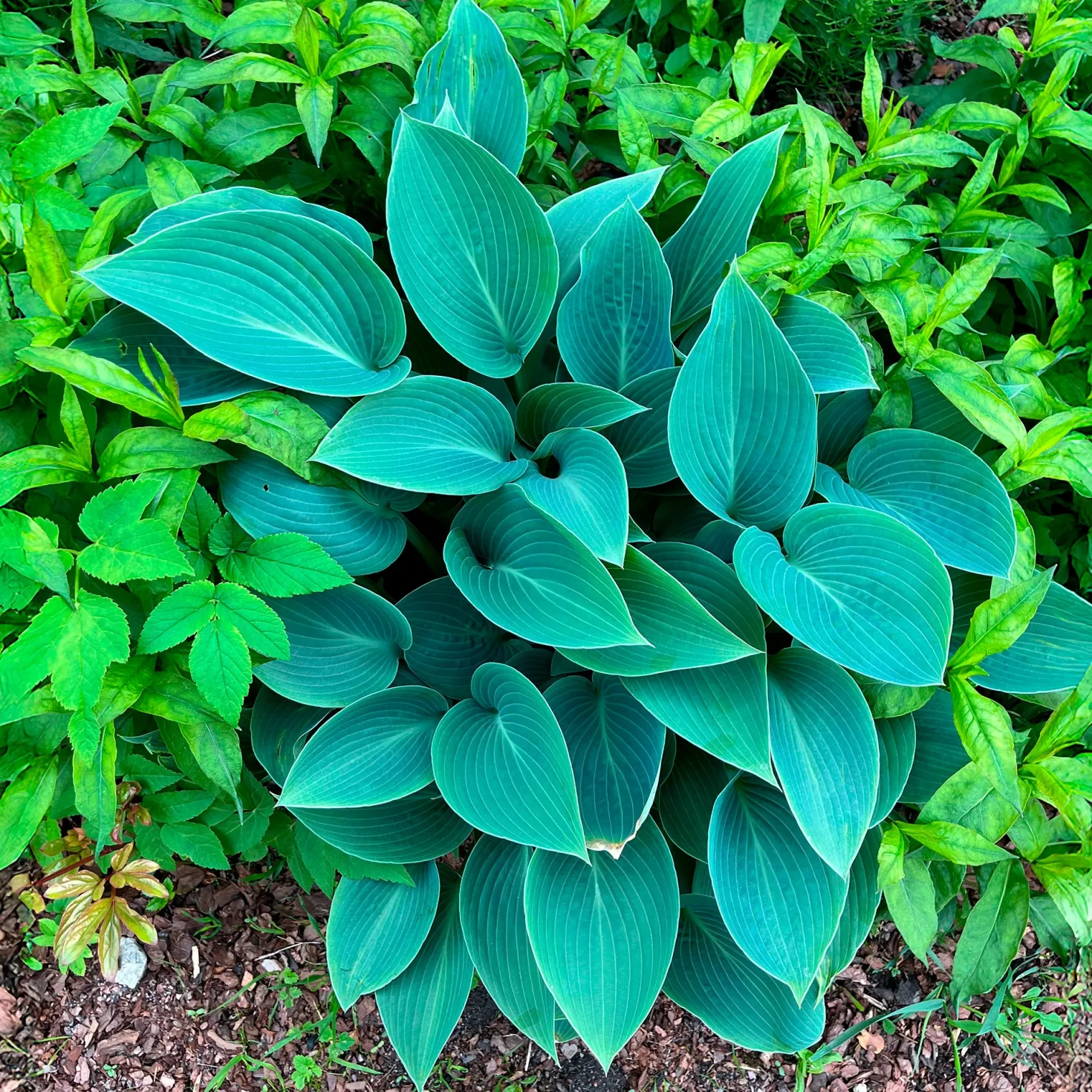 Graublaue Funkie Halcyon - Blaues Laub im Schatten