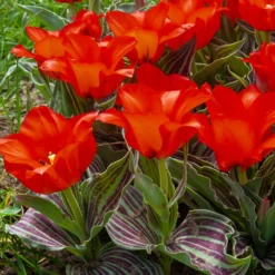 Greigii-Tulpen ‘Chaperon Rouge’ (x10) - Frühfarbe fürs Beet