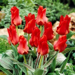 Greigii-Tulpen ‘Chaperon Rouge’ (x10) - Frühfarbe fürs Beet
