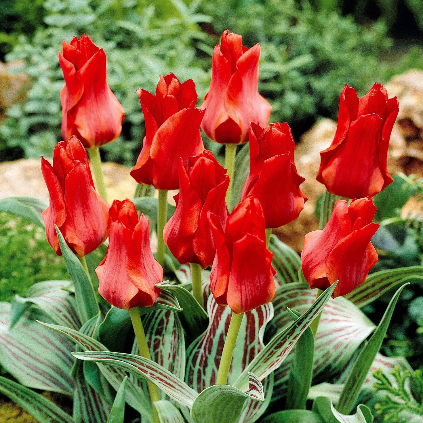 Greigii-Tulpen ‘Chaperon Rouge’ (x10) - Frühfarbe fürs Beet