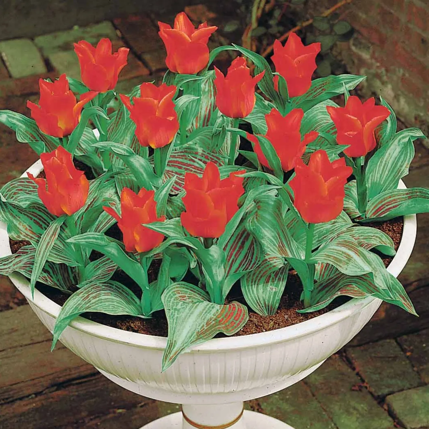 Greigii-Tulpen ‘Chaperon Rouge’ (x10) - Frühfarbe fürs Beet