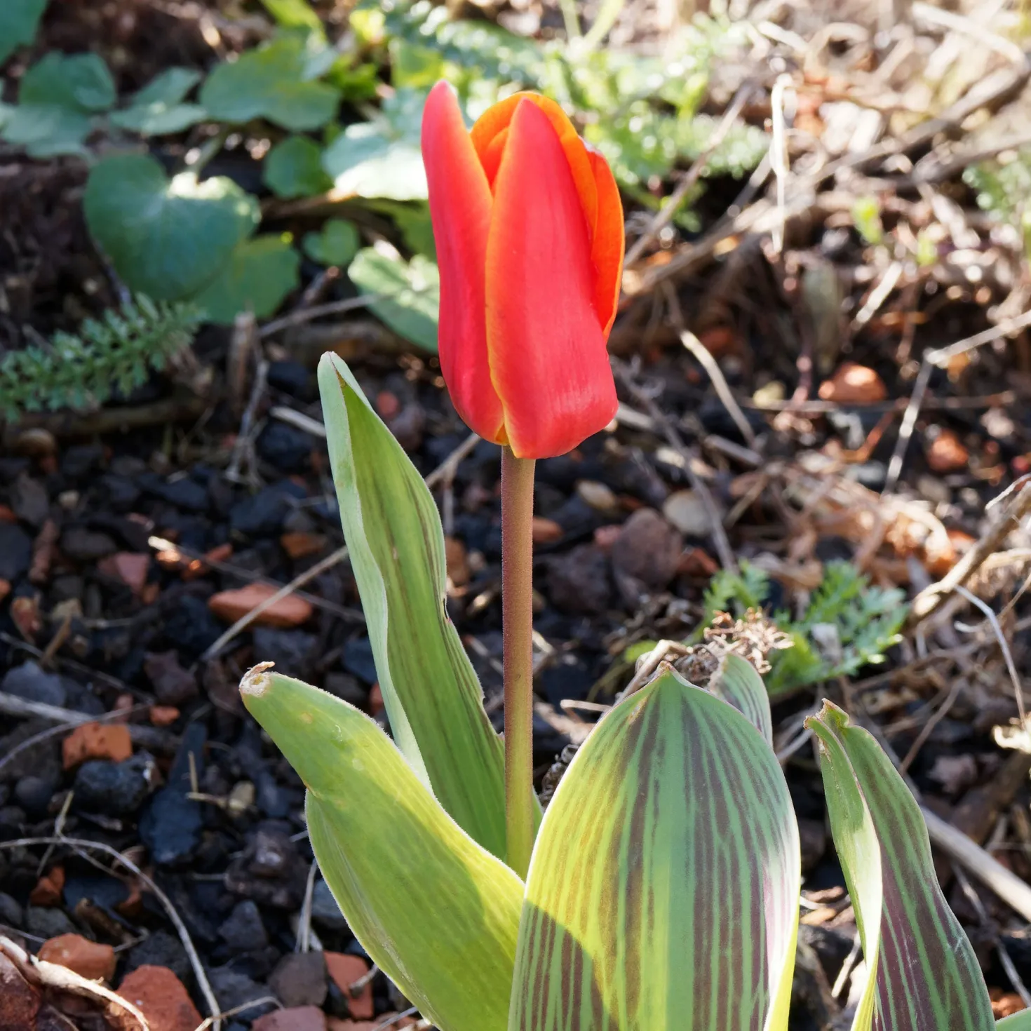 Greigii-Tulpen ‘Chaperon Rouge’ (x10) - Frühfarbe fürs Beet