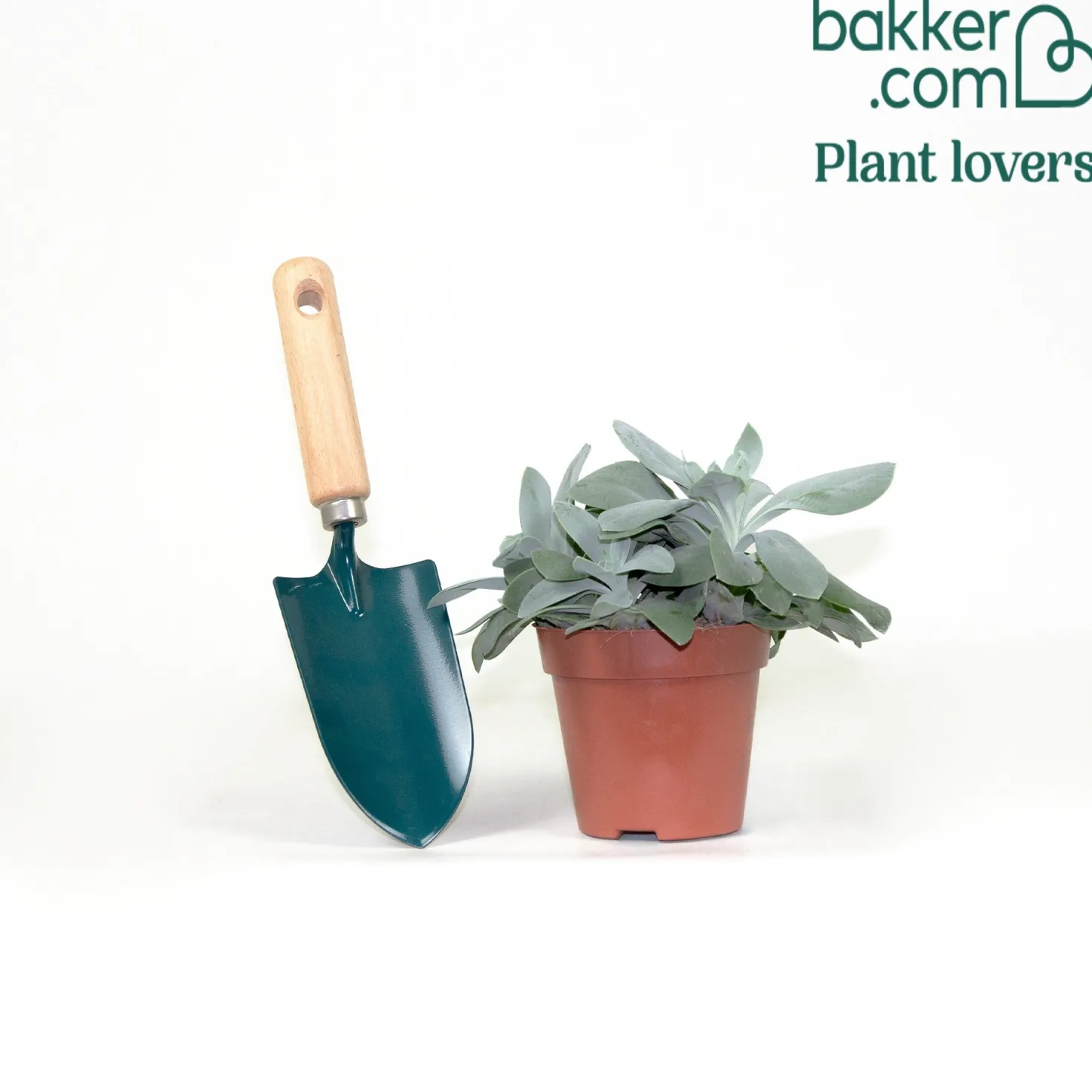 Greiskraut - Orange Blüten, blaues Laub