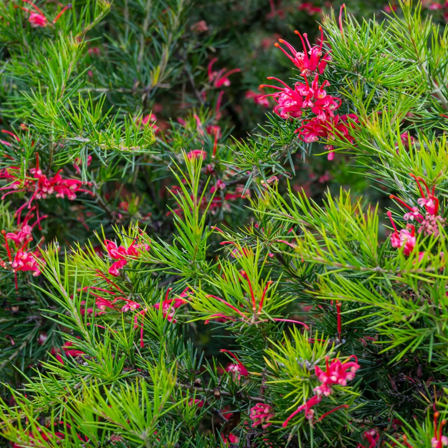 Grevillea juniperina - Rote Blüten den ganzen Winter