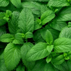 Grüne Minze Pflanze - Frische Minze in Minuten