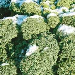 Grünkohl 'Westländer Winter' - Ernte mitten im Winter