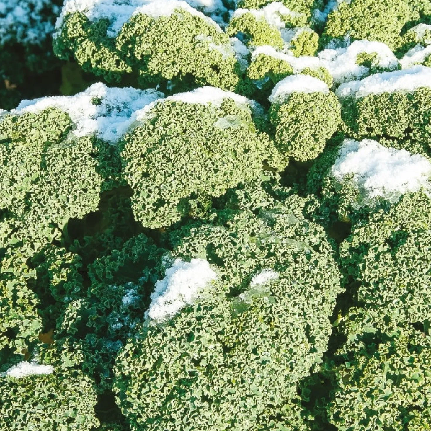 Grünkohl 'Westländer Winter' - Ernte mitten im Winter