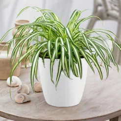 Grünlilie Atlantic in weißem Blumentopf - Luftreinigend, ideal zum Hängen
