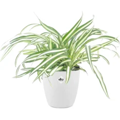 Grünlilie Atlantic in weißem Blumentopf - Luftreinigend, ideal zum Hängen