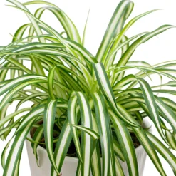 Grünlilie Chlorophytum 'Atlantic' - Sofort mehr Frische im Raum