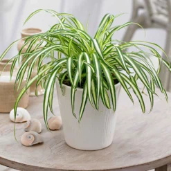 Grünlilie Chlorophytum 'Atlantic' - Sofort mehr Frische im Raum