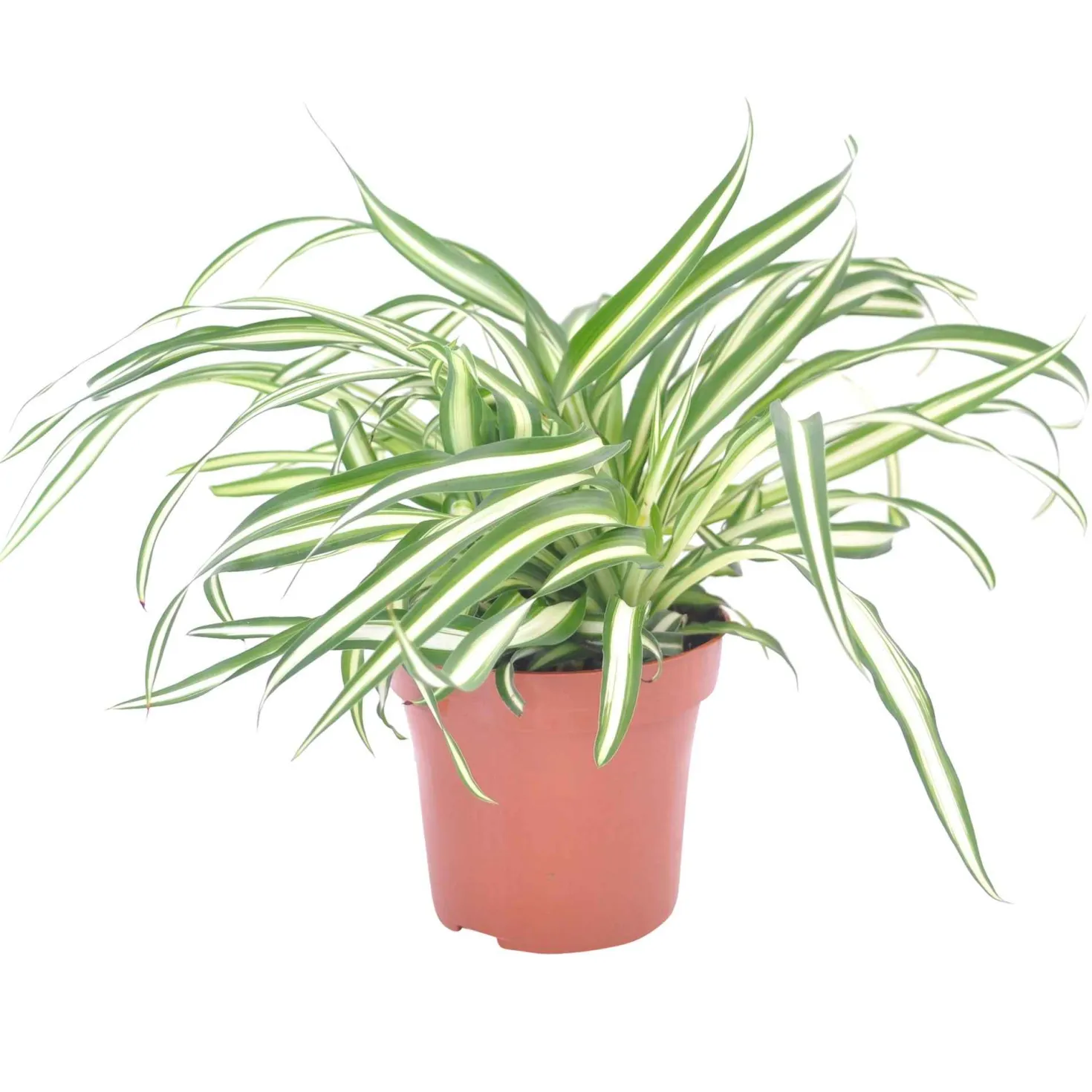 Grünlilie Chlorophytum 'Atlantic' - Sofort mehr Frische im Raum