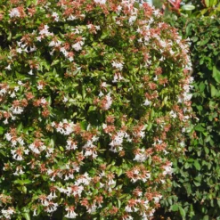 Großblütige Abelie - Blüht den ganzen Sommer