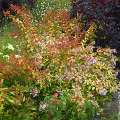 Großblütige Abelie Caramel Charm - Blüten den ganzen Sommer