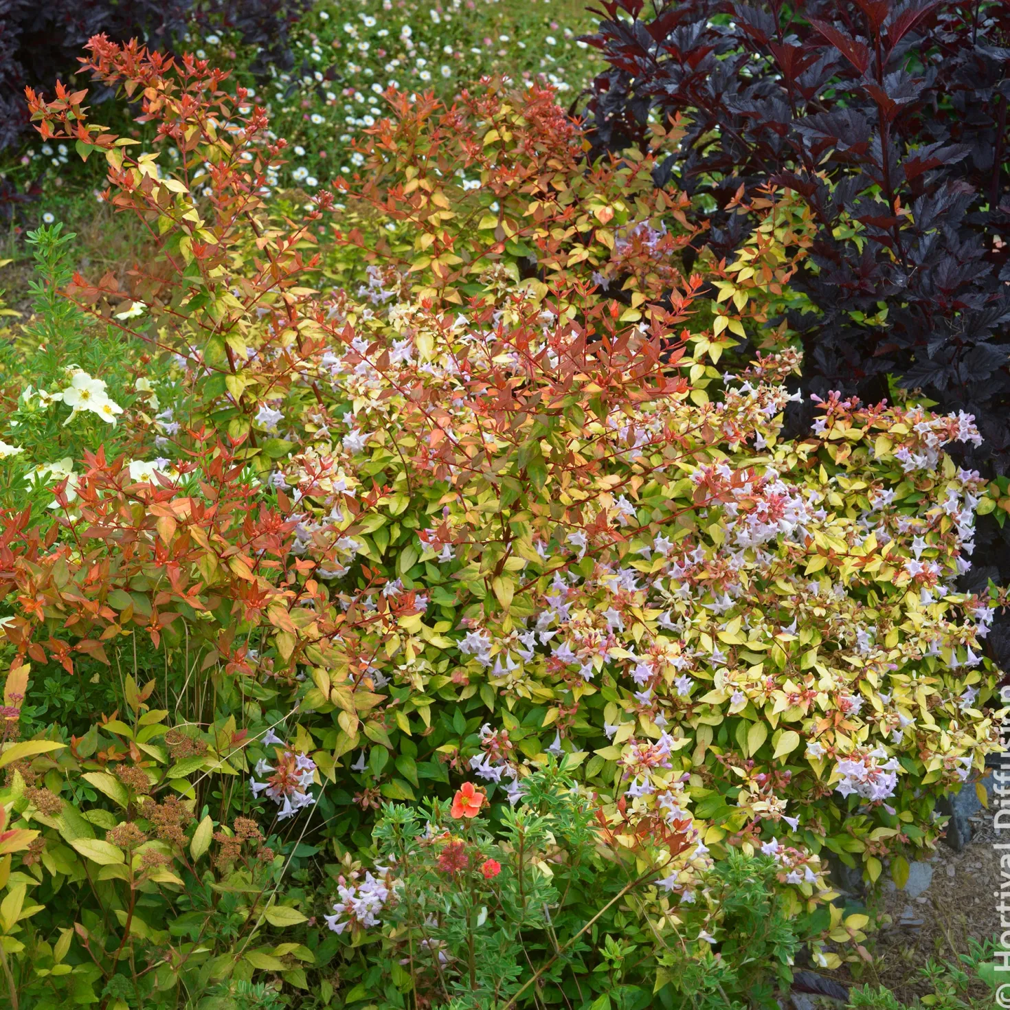 Großblütige Abelie Caramel Charm - Blüten den ganzen Sommer