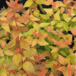 Großblütige Abelie Caramel Charm - Blüten den ganzen Sommer