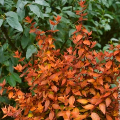 Großblütige Abelie Caramel Charm - Blüten den ganzen Sommer